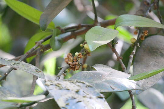 Image of Garcinia talbotii Raiz.