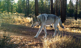 Image of gray wolf