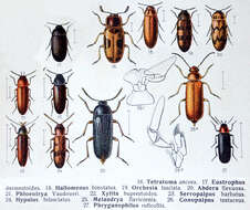 Image of false darkling beetles