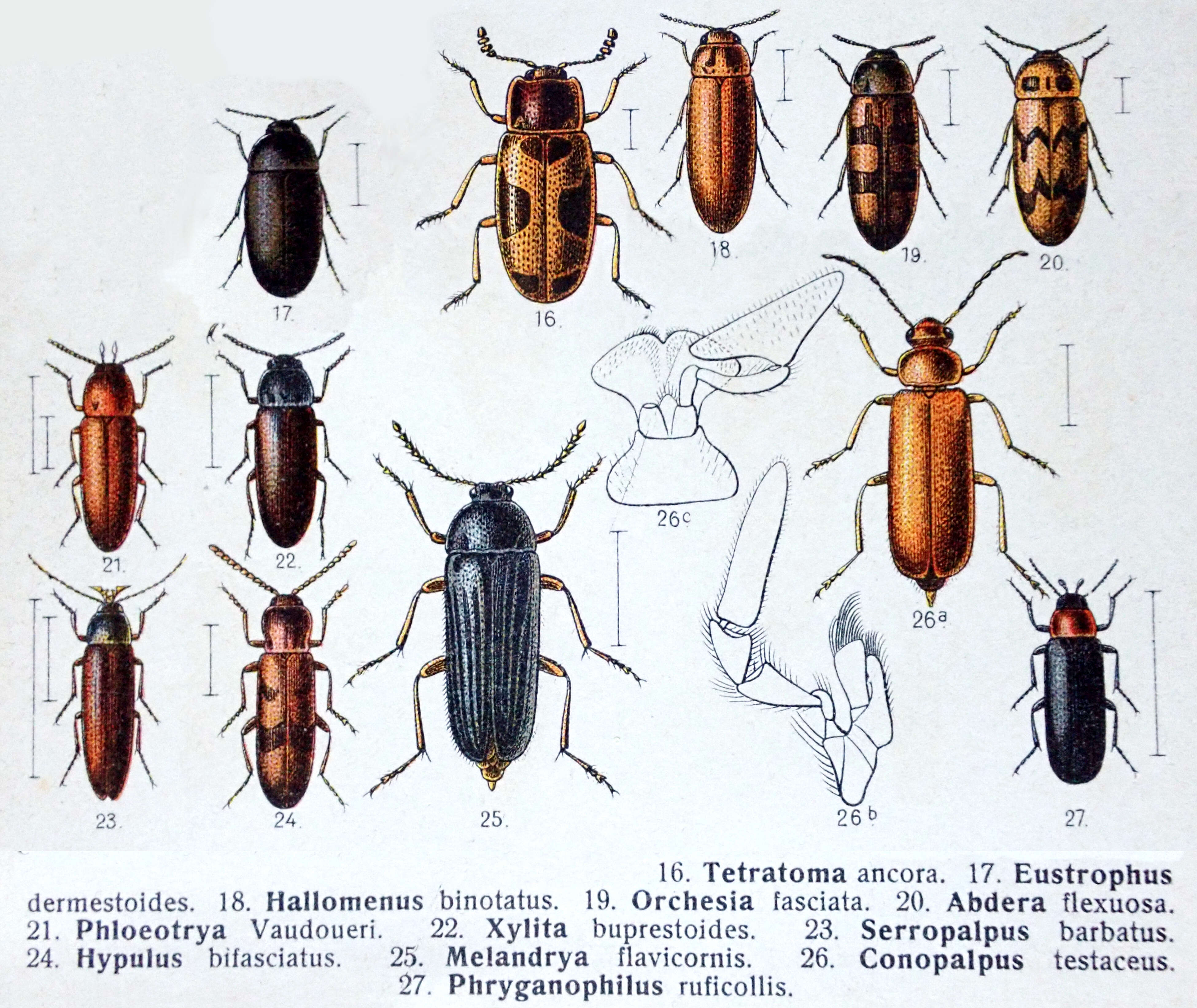 Image of false darkling beetles