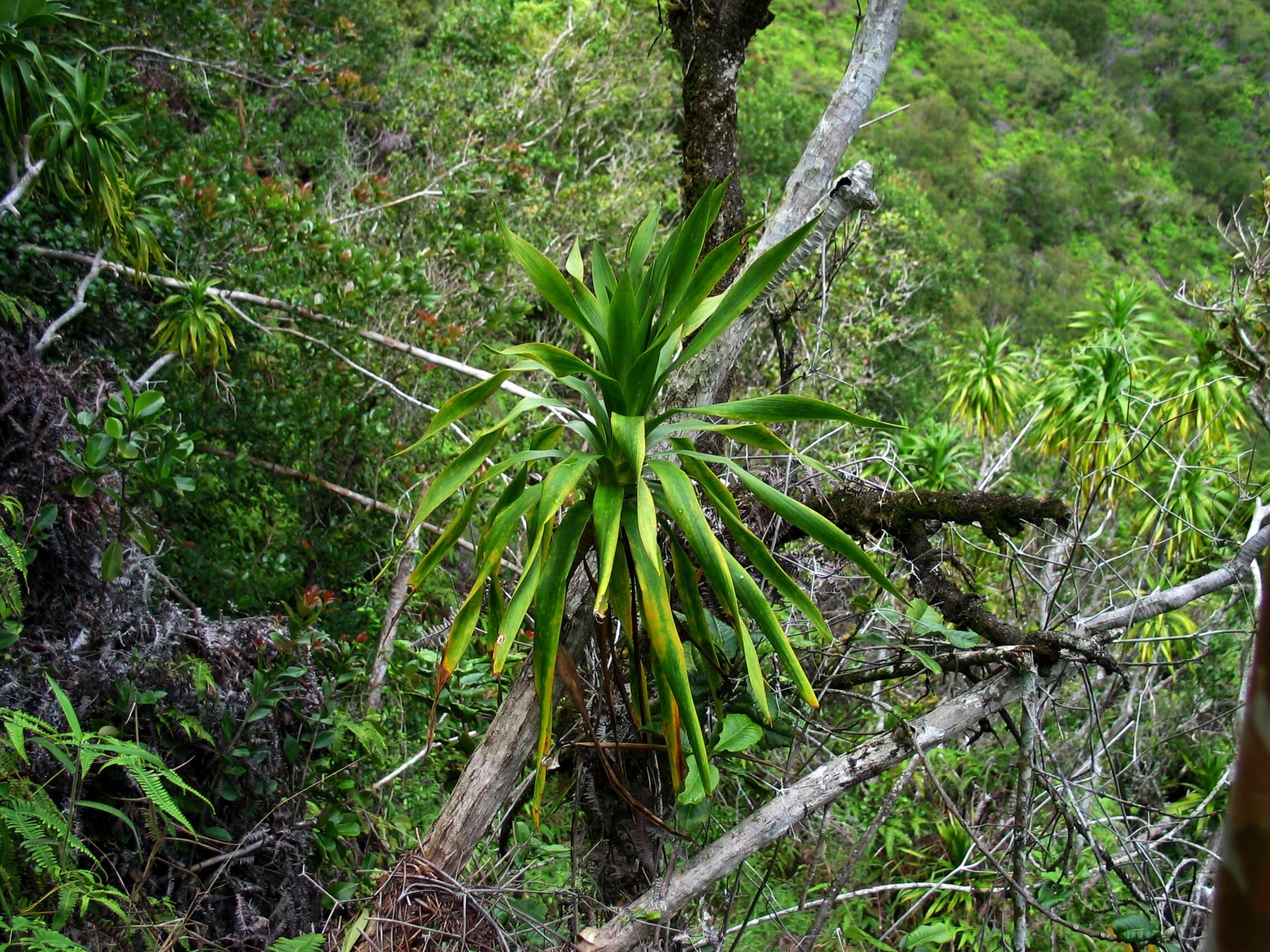 Image de Dracaena fernaldii (H. St. John) Jankalski