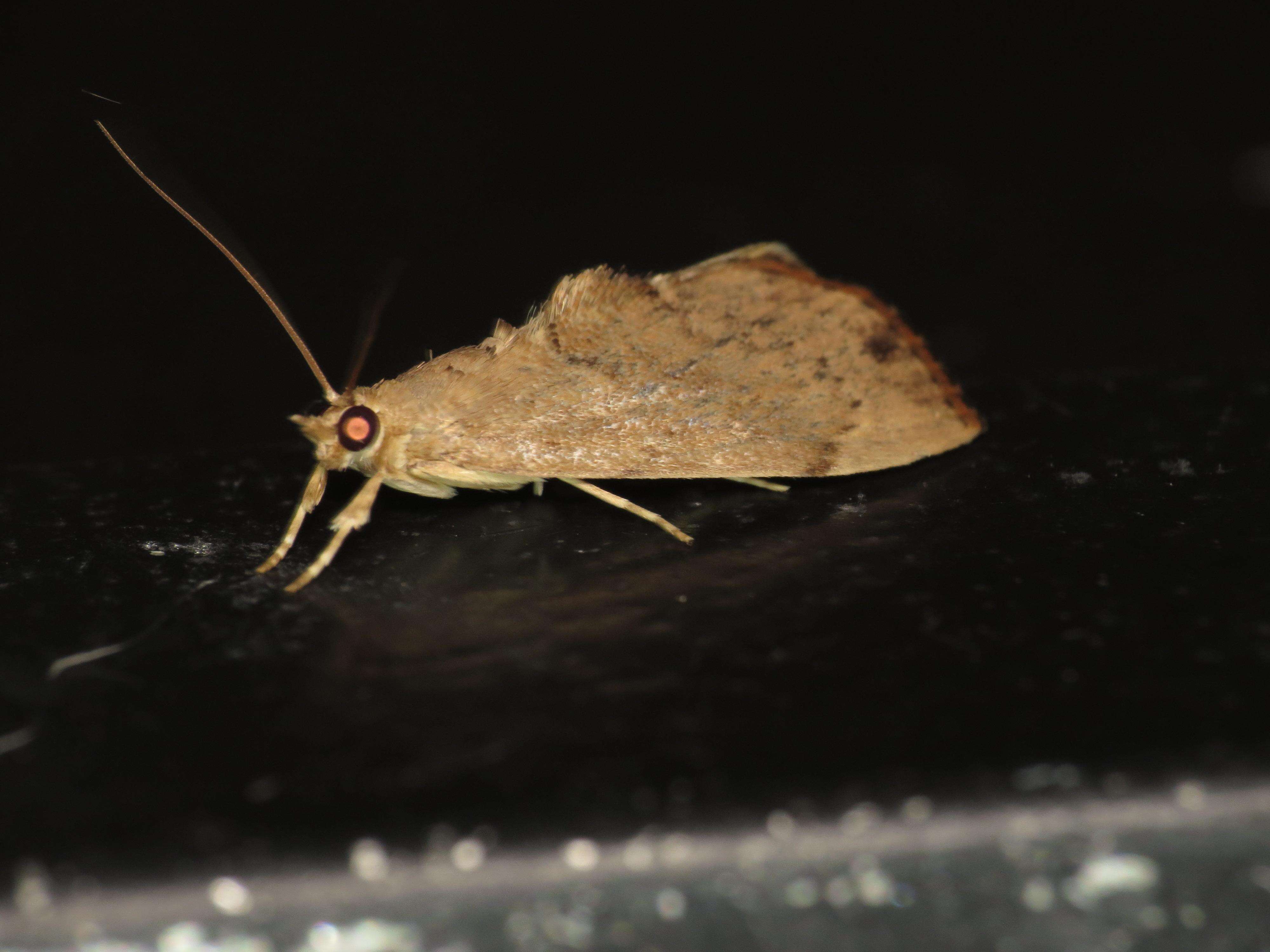 Image de Crocidolomia suffusalis Hampson 1891