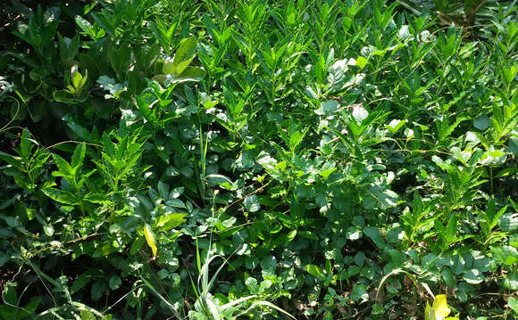 Image of Long-style stilt mangrove