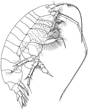Image of Ampelisca