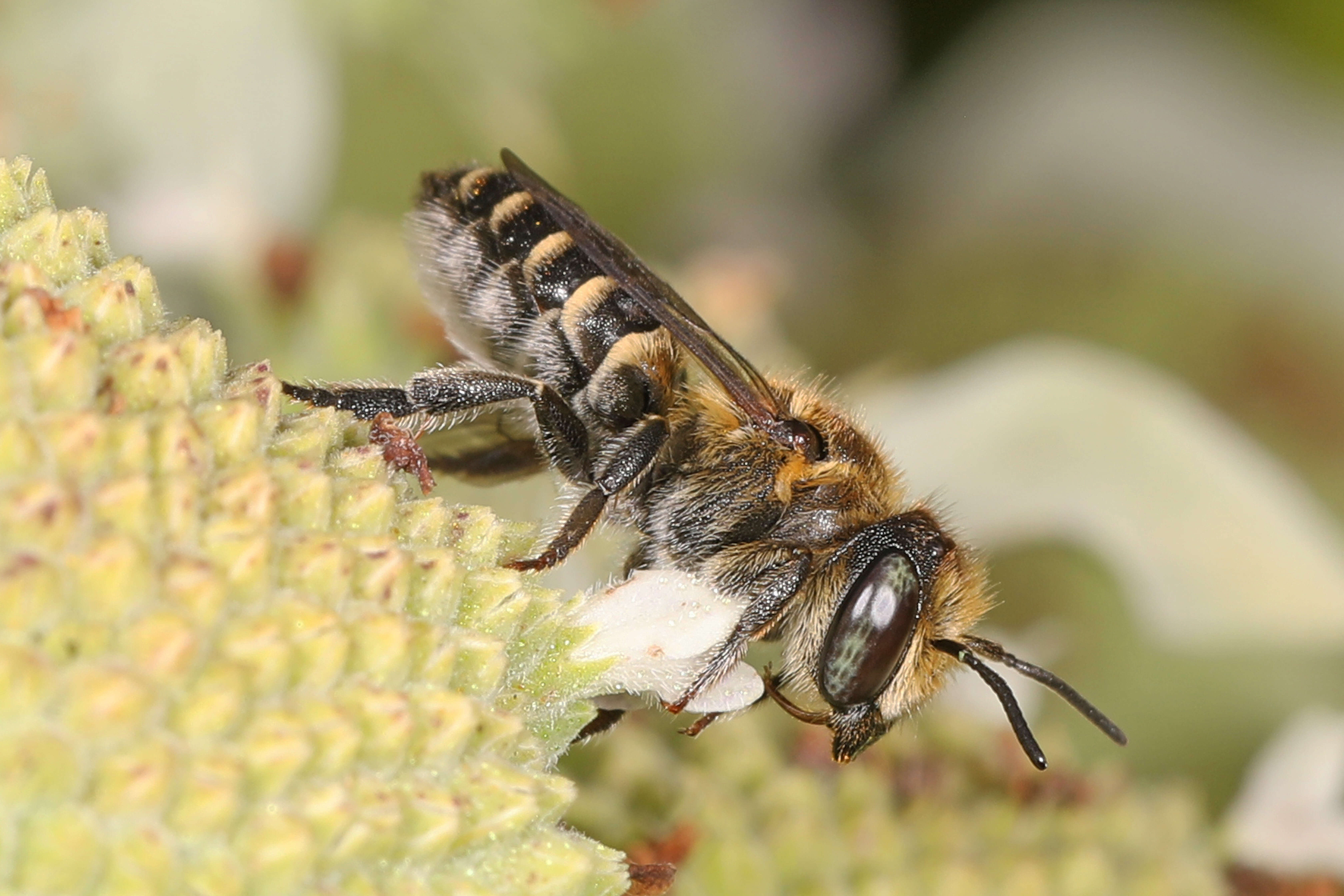 Image of Alfalfa Leafcutter Bee