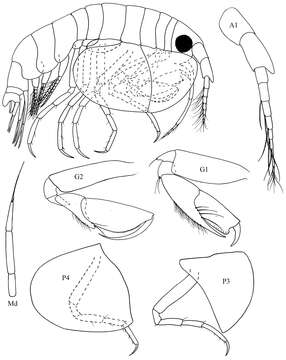 Image of Cyproidea