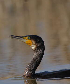 Image of Black Shag