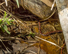 Lygophis elegantissimus (Koslowsky 1896) resmi