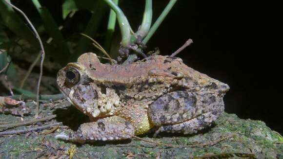 Plancia ëd Sclerophrys Tschudi 1838