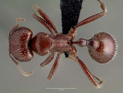 Image of Pogonomyrmex apache Wheeler 1902