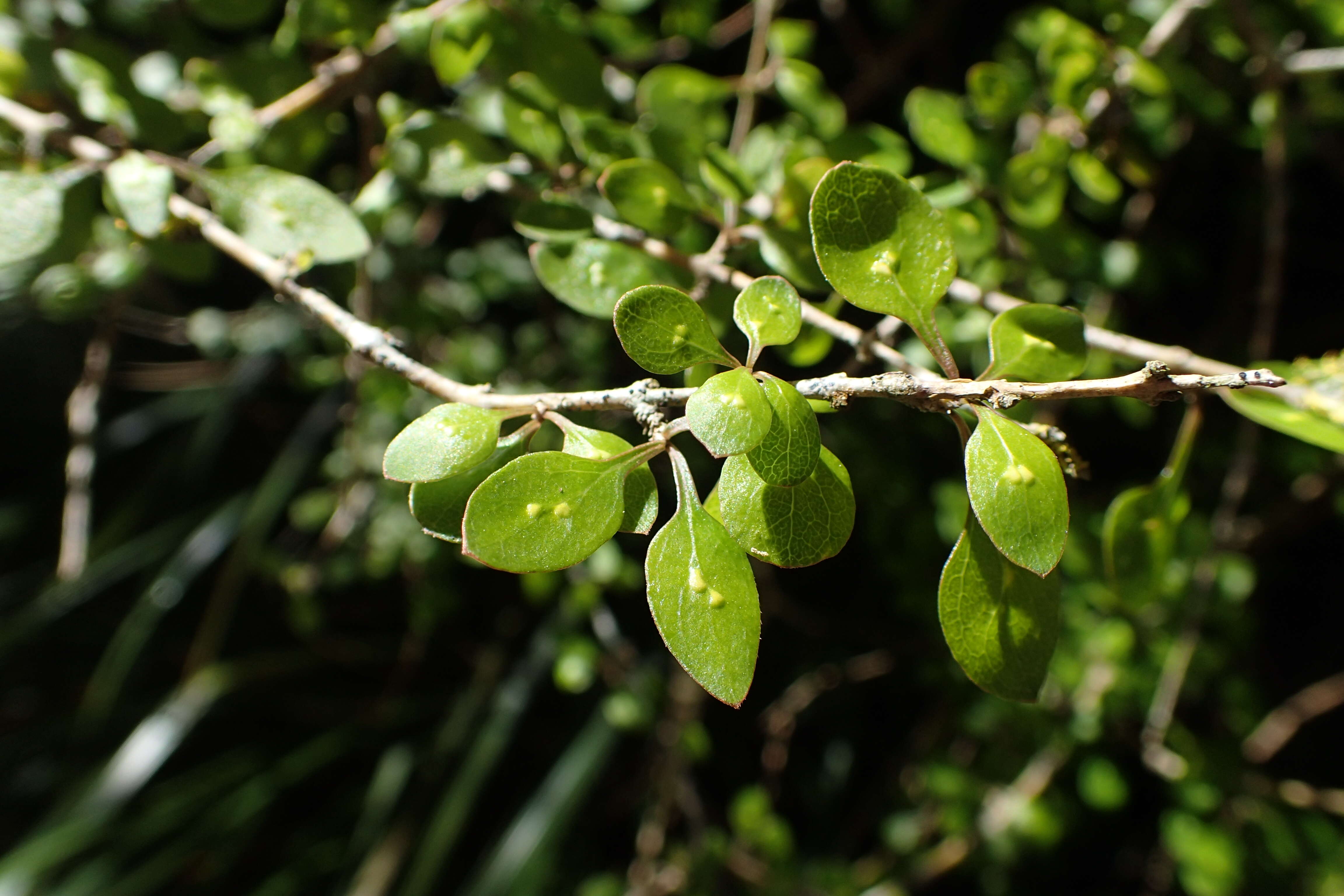 Image of Coprosma virescens Petrie