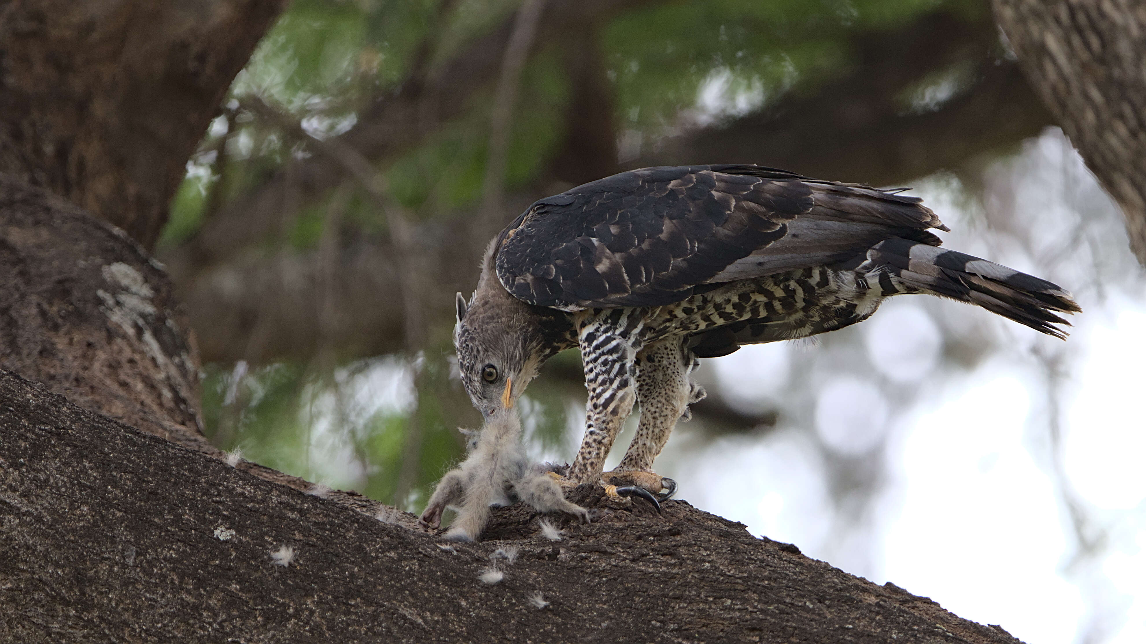 Image of Stephanoaetus Sclater & WL 1922