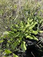 Image of adobe snakeroot