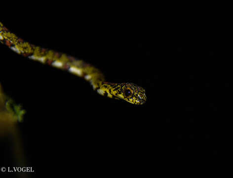 Image of Argus Snail Sucker