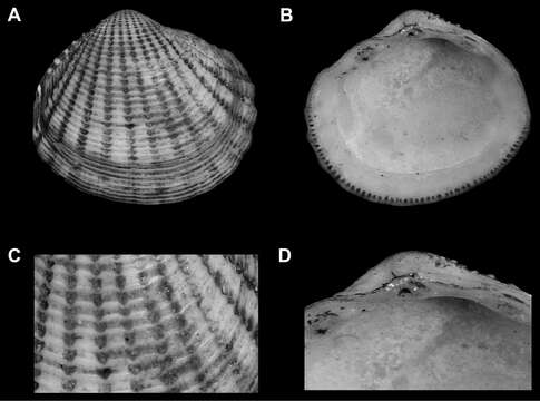 Image of mussels