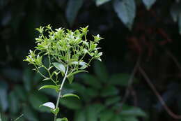 Image of Barbados shrub