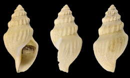 Image of Gymnobela agassizii (Verrill & S. Smith)