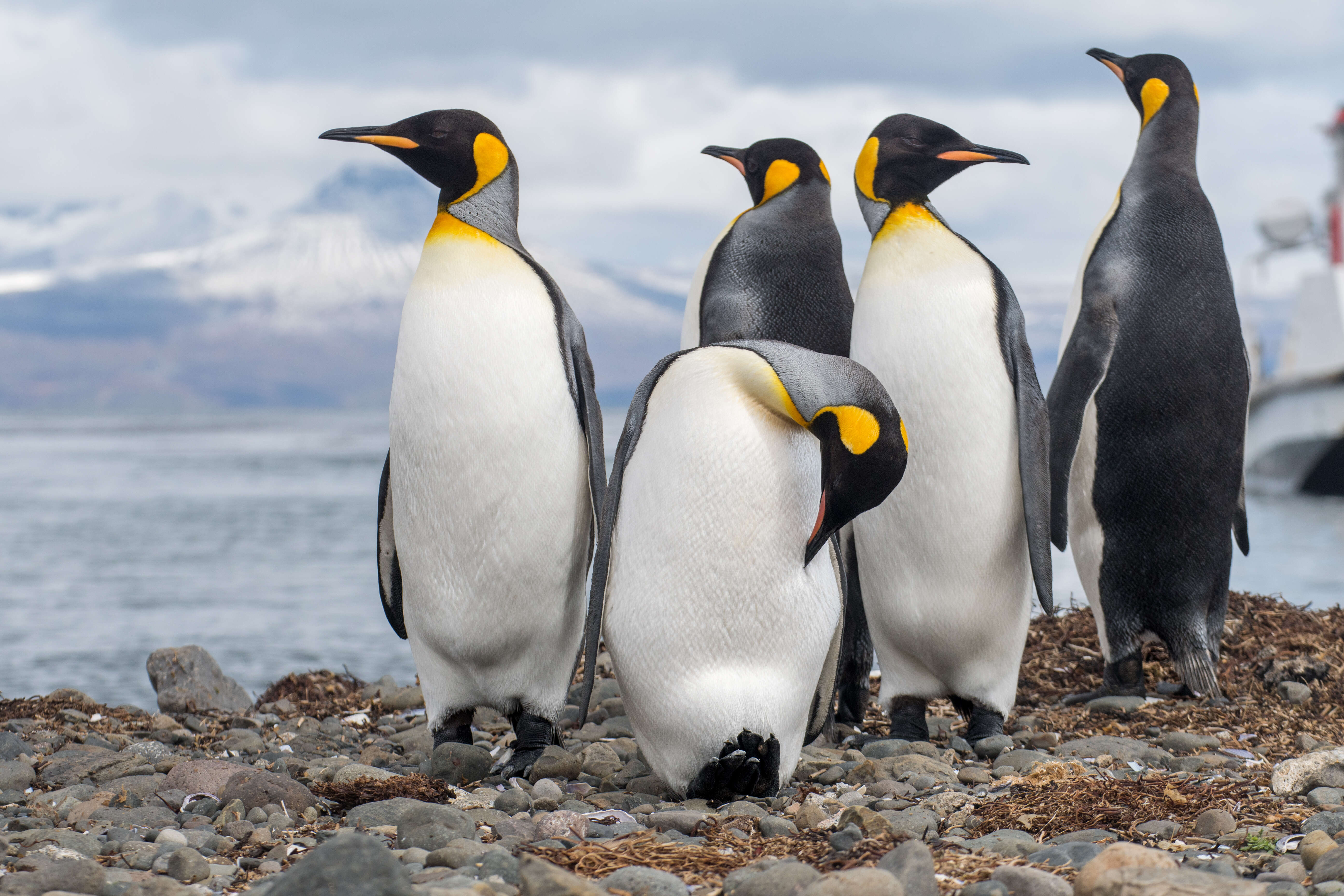 Image of King Penguin