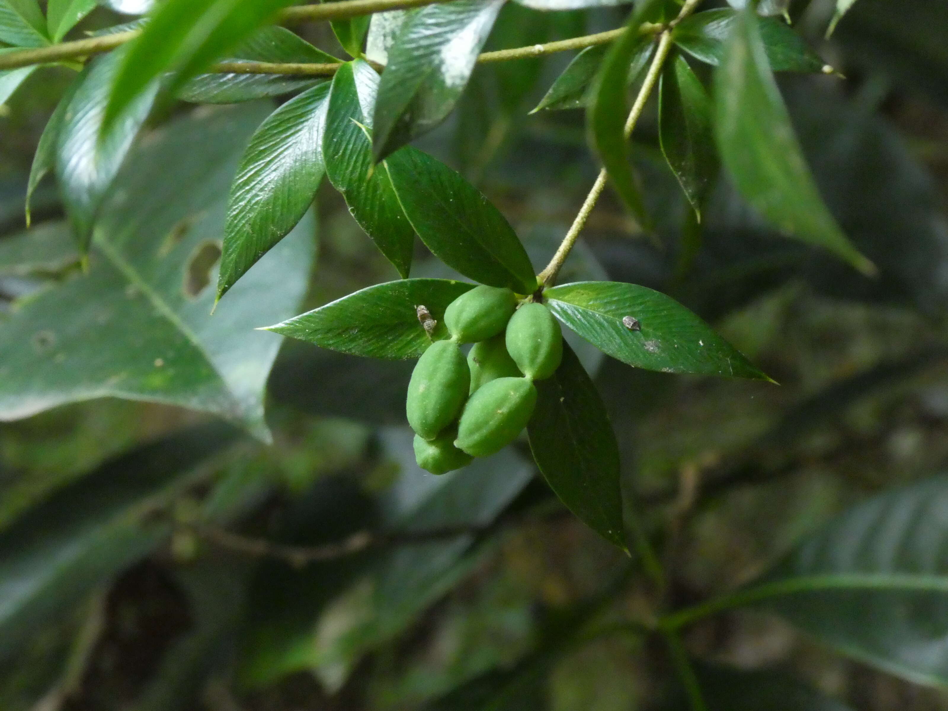 Image of Chain Fruit