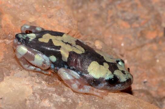 Image of marbled rubber frog