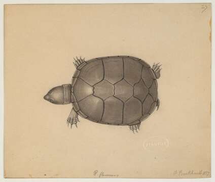 Image of mud turtle