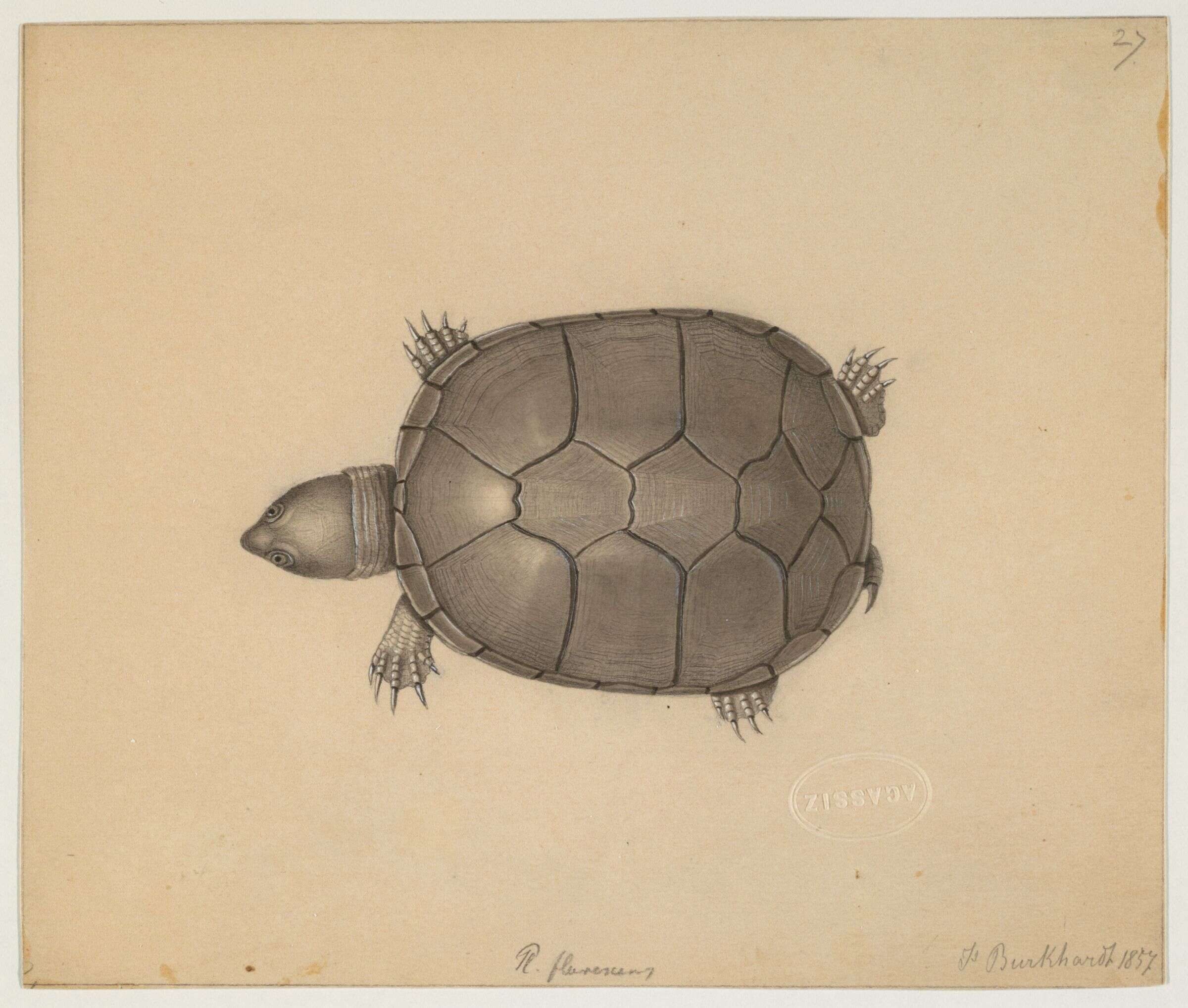 Image of mud turtle