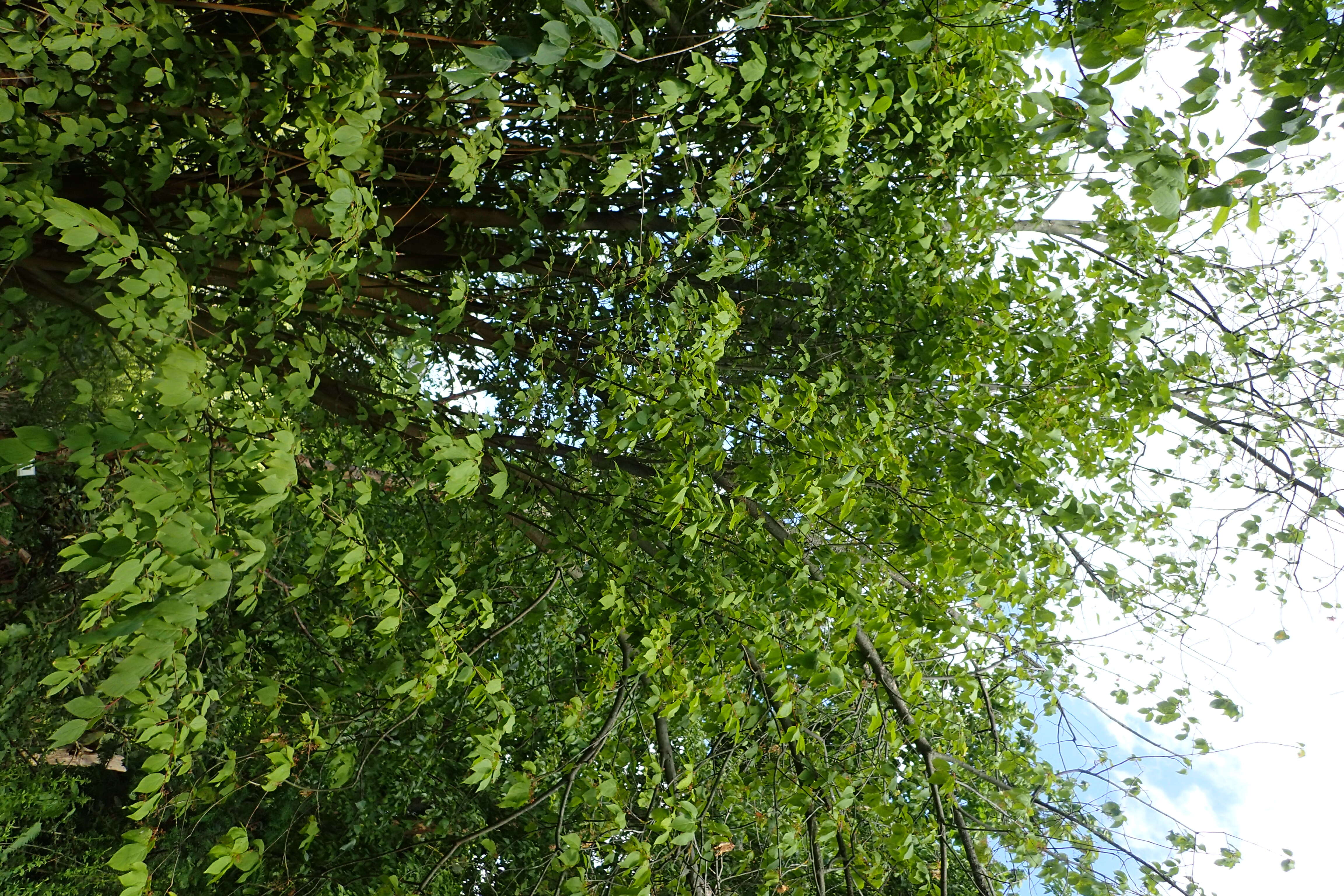 Image of Euonymus fimbriatus Wall.