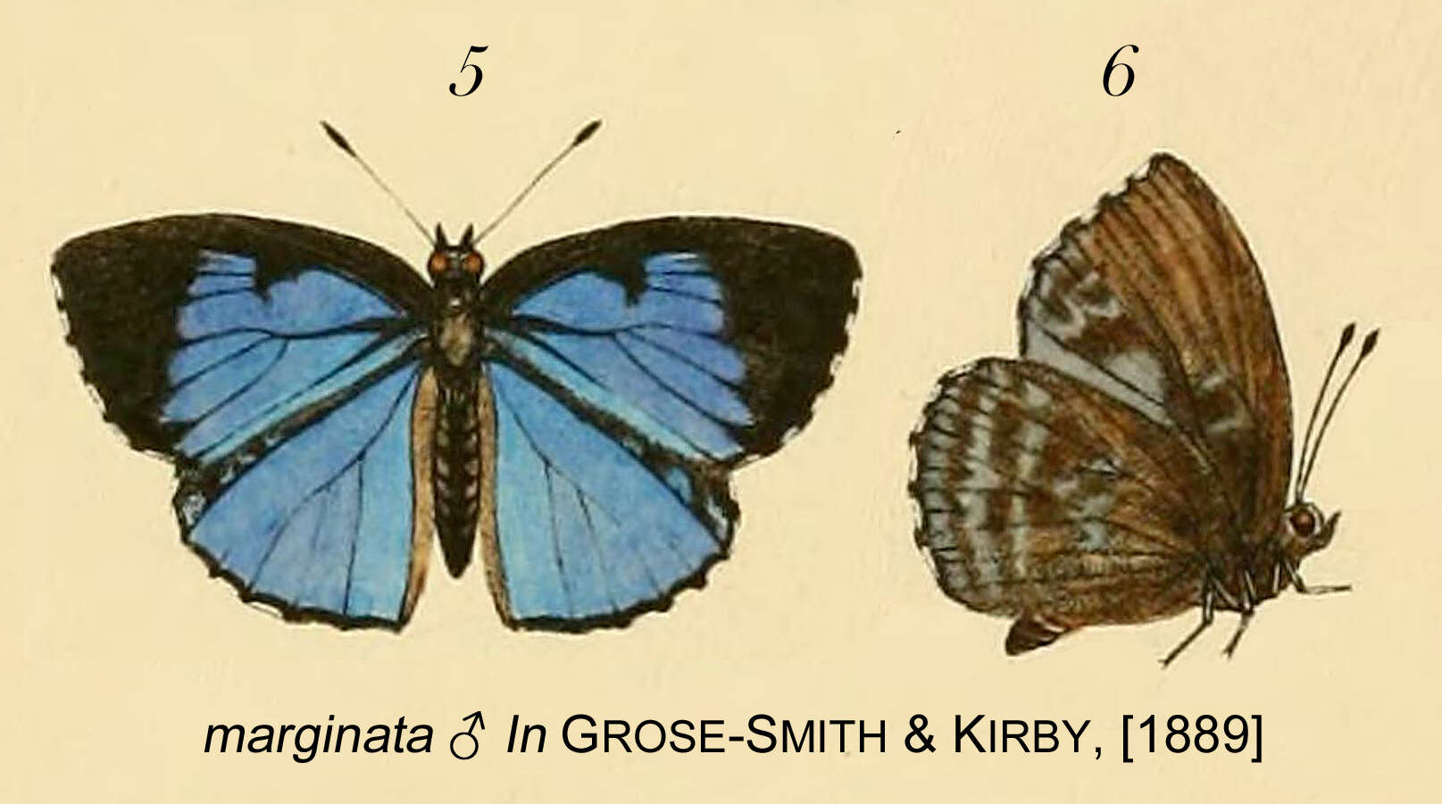 Слика од Stempfferia marginata