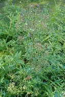 Image of European bedstraw