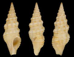 Image of Compsodrillia eucosmia (Dall 1889)