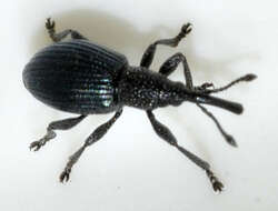 Image of Ceratapion onopordi