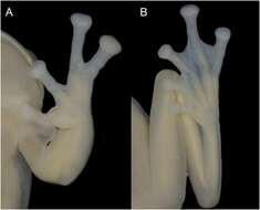 Image de Ikakogi ispacue Rada, Dias, Peréz-González, Anganoy-Criollo, Rueda-Solano, Pinto-E. & Mejía Quintero et al. 2019