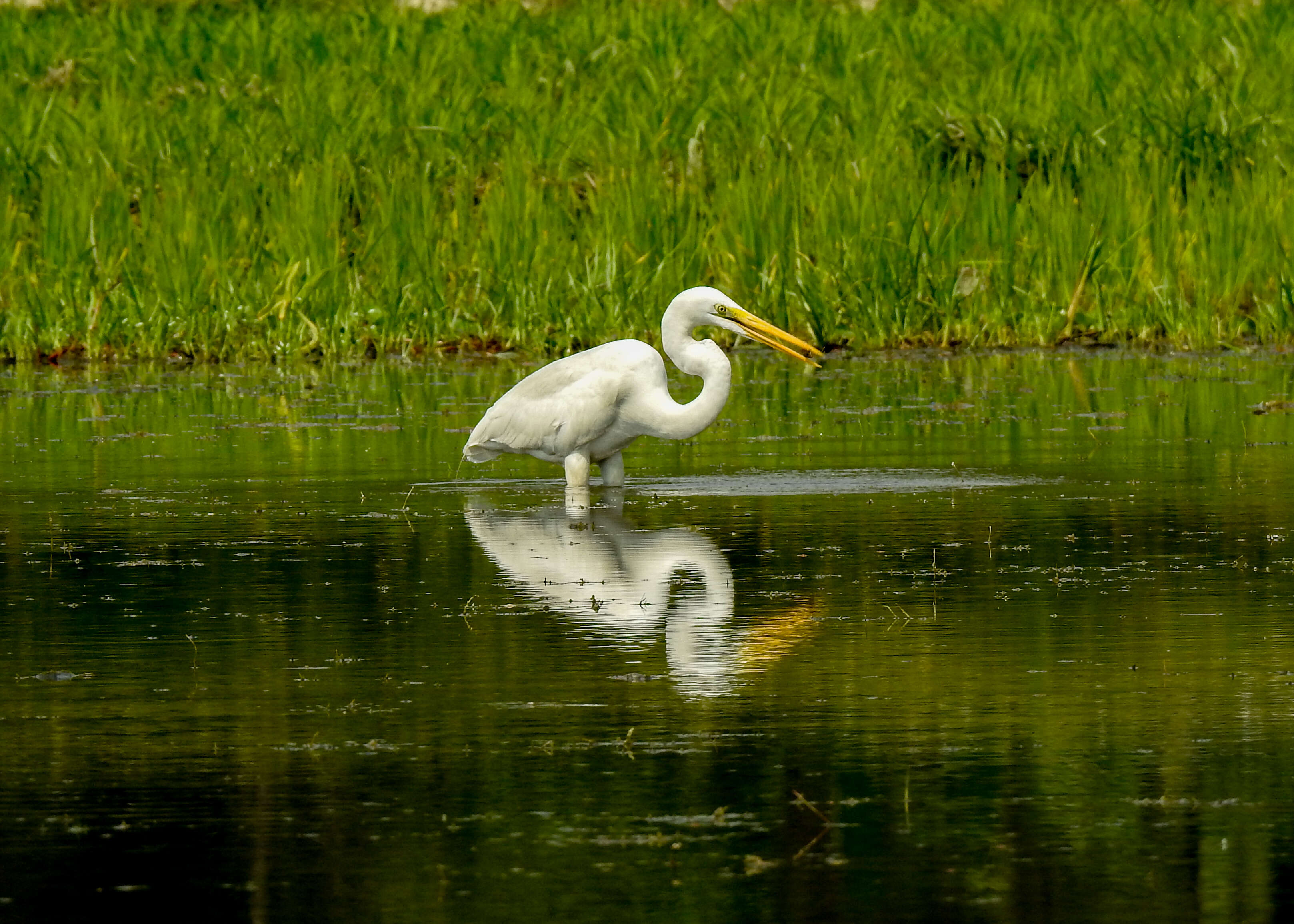 Image of Great Egret