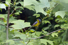 Слика од Cardellina canadensis (Linnaeus 1766)