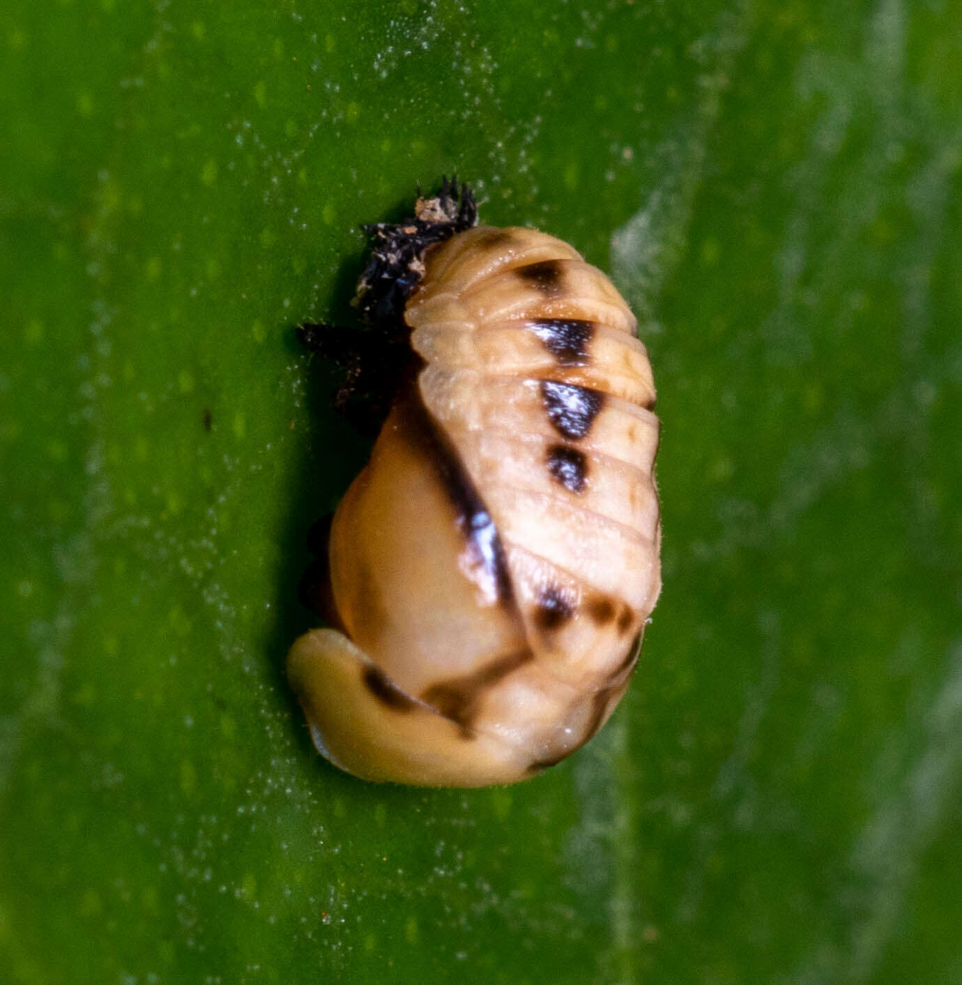 Image of Six-spotted Zigzag Ladybird