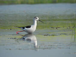 Image of Black-winged Stilt