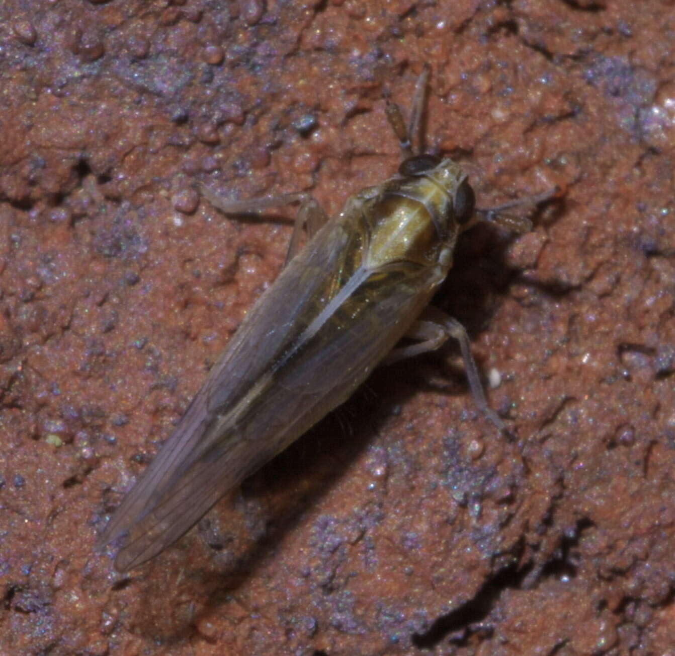 Image of Delphacid planthopper
