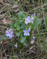 Image de Viola nemoralis