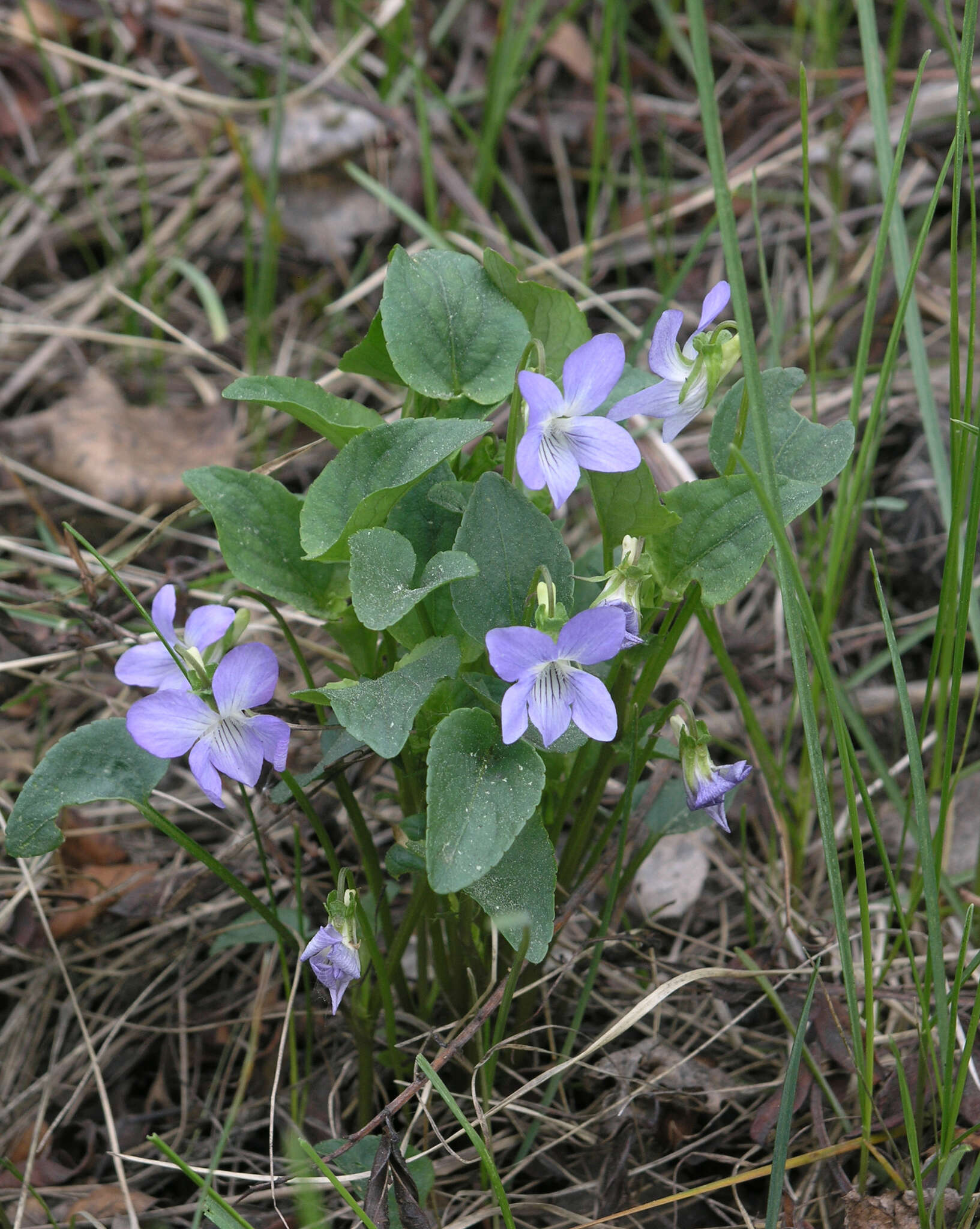 Слика од Viola nemoralis