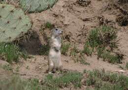Image of Perote Ground Squirrel