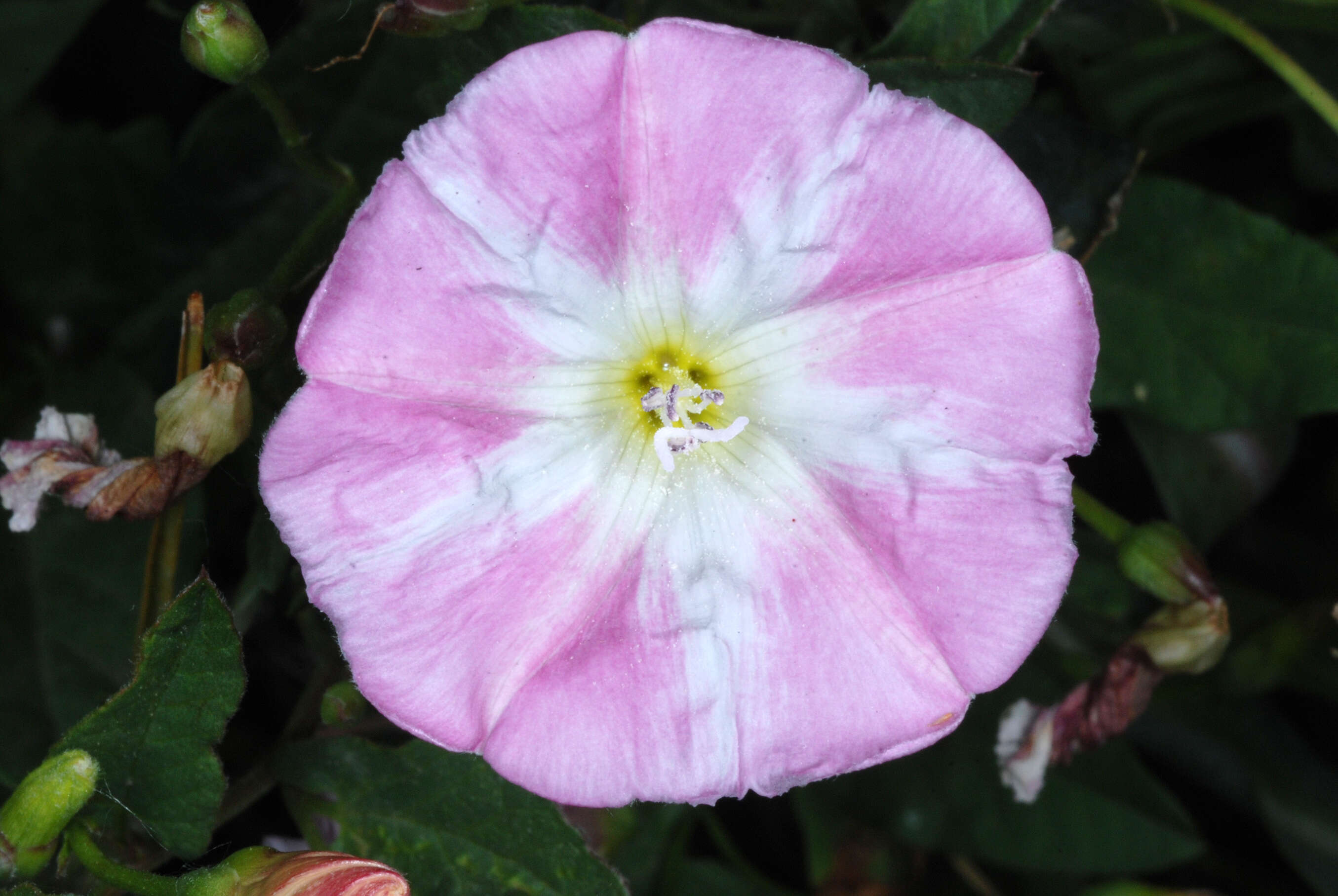 Image of Field Bindweed