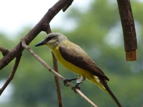 Image of White-throated Kingbird