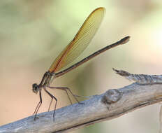 Image of Canyon Rubyspot