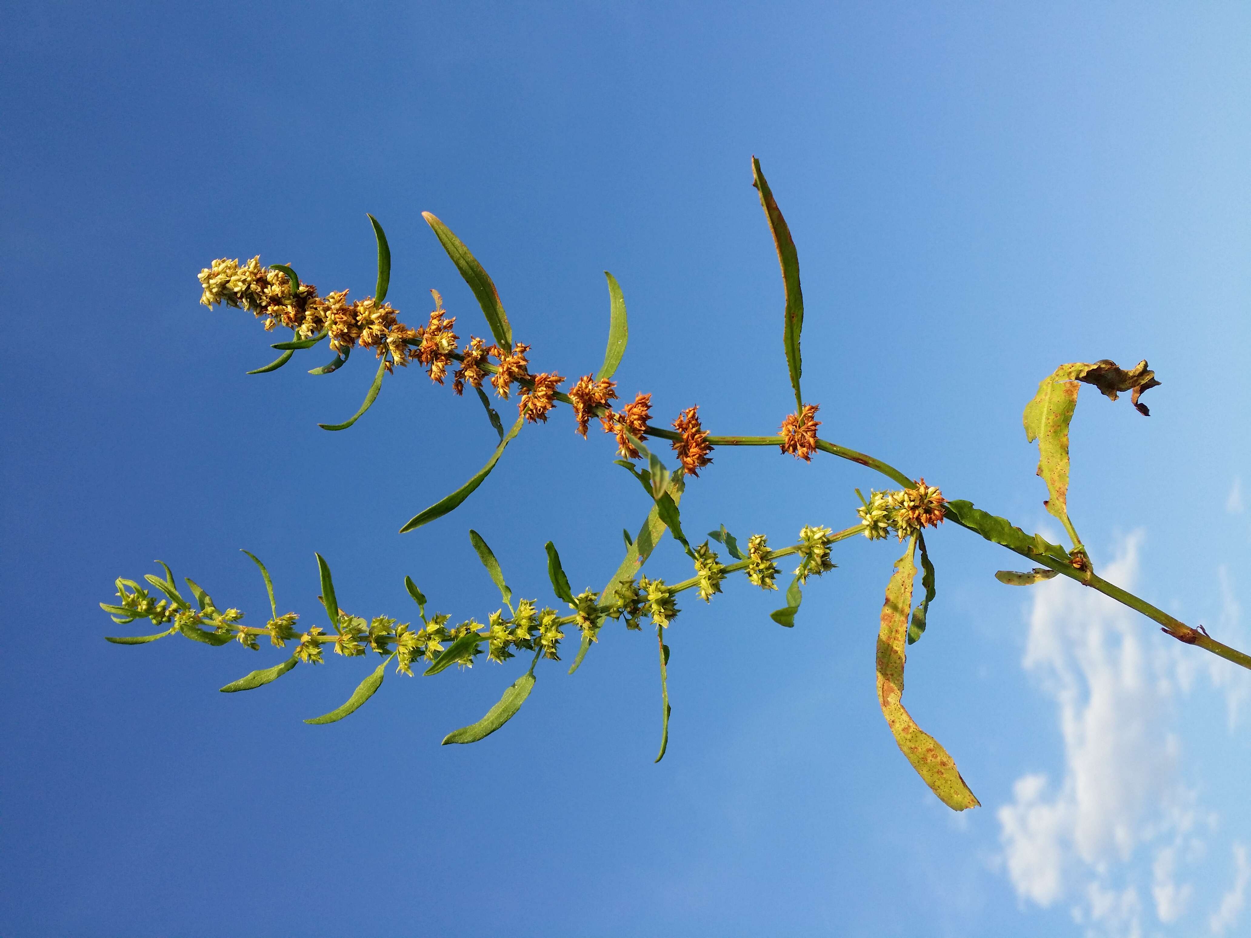 Rumex palustris Sm. resmi