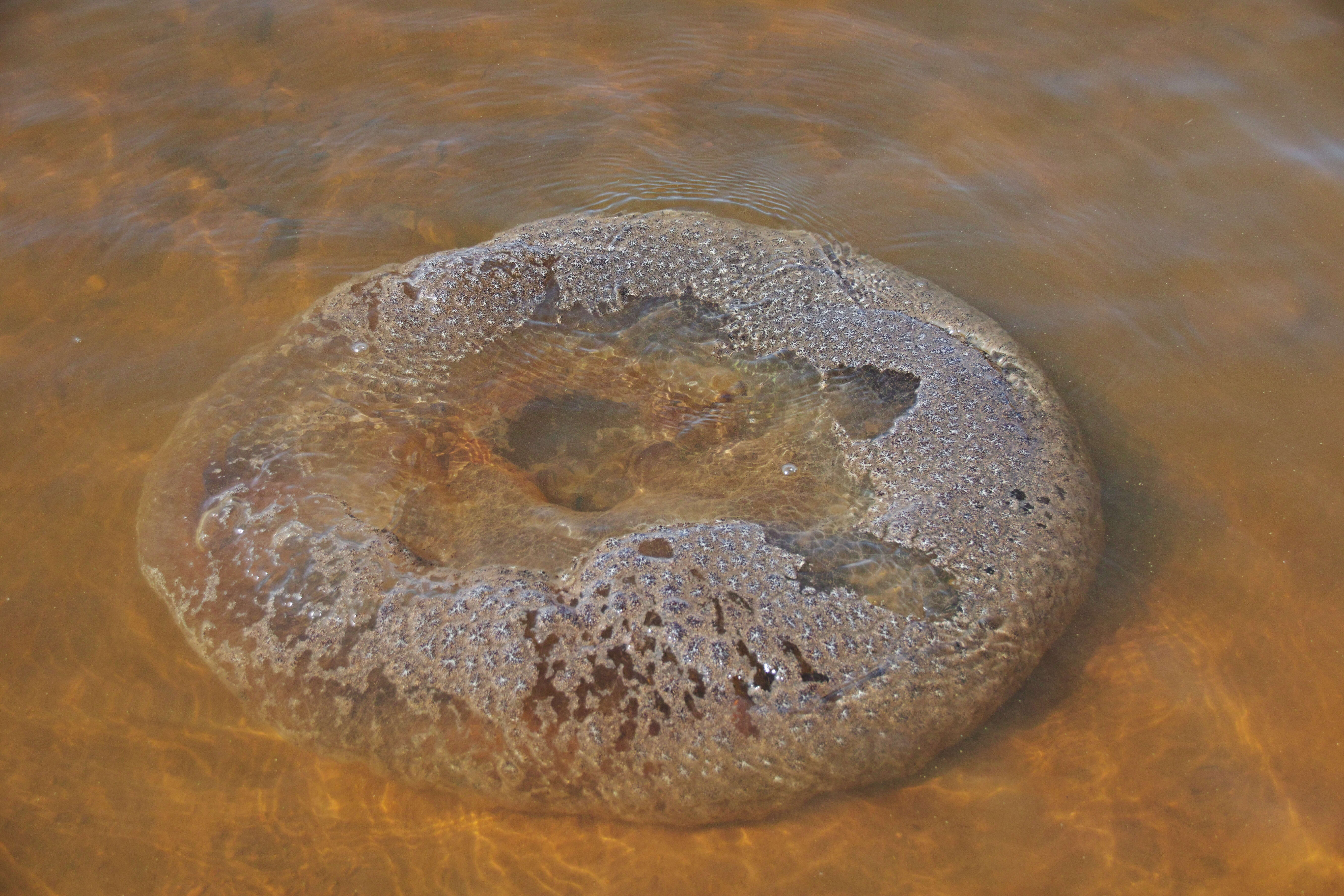 Imagem de Pectinatella magnifica