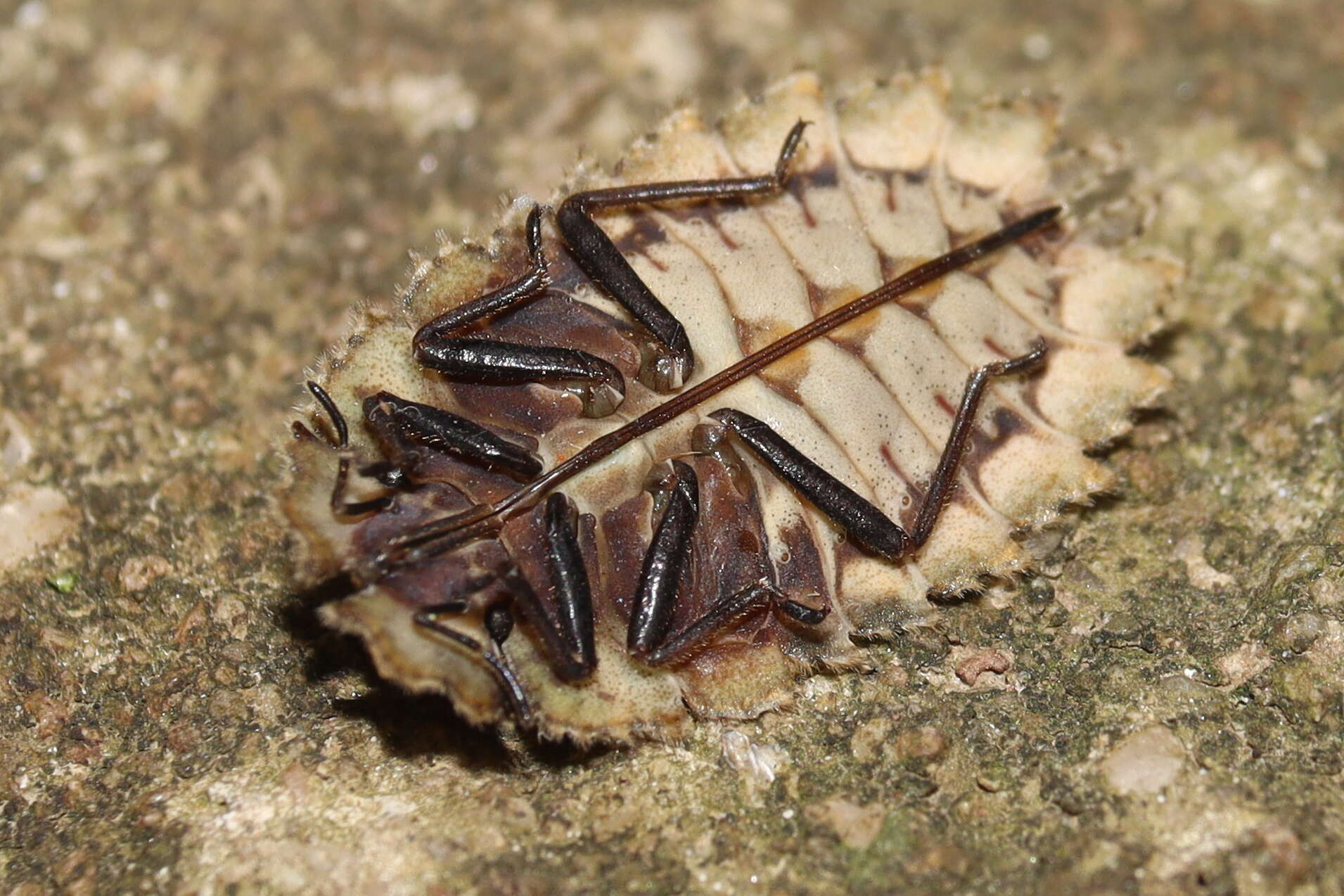 Image of Phloeidae
