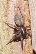 صورة Gnaphosidae