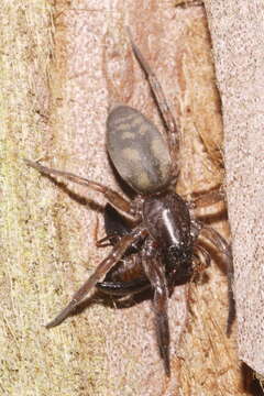 Image of ground spiders