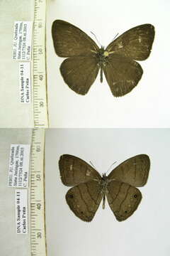 Imagem de Euptychia gisella Hayward 1957