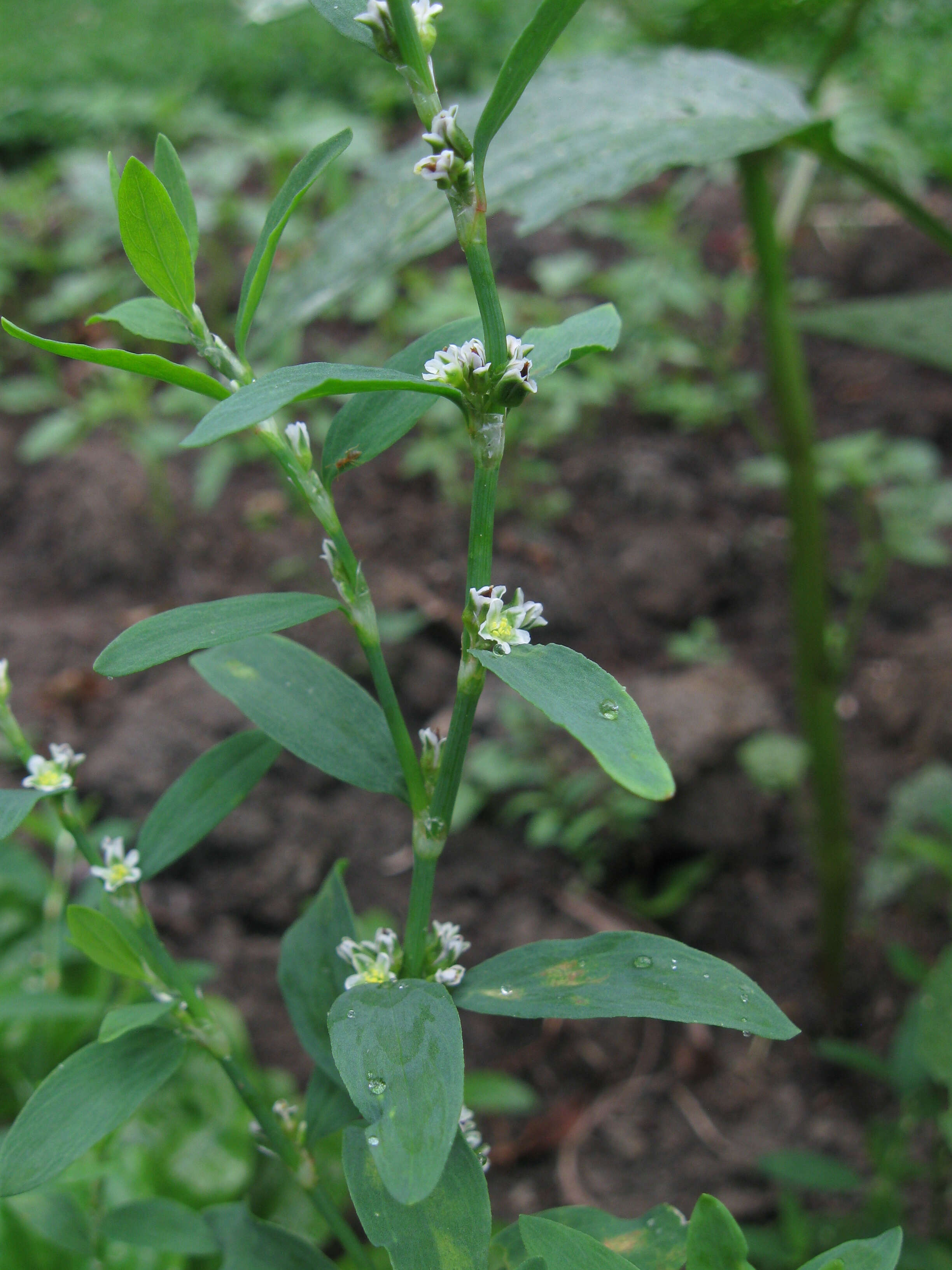 Image of erect knotweed